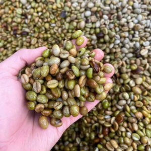 HANCOFFEE Café vert Robusta du Vietnam de haute qualité, récolte 2026, qualité 1, taille 16-18, meilleur prix de gros pour le commerce - Product Image 1