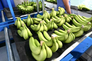 Suministro de Plátanos Cavendish Frescos - Product Image 3