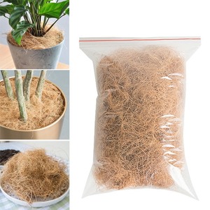 IGH calidad Coconut BER Iber ITH nuevo cultivo - Product Image 1