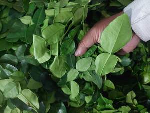 Hoja de Limón Seca del Delta de Vietnam |   Directo de Fábrica - Product Image 2