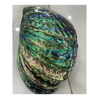 Grande coquille d'ormeau polie 4.3-5.1 pouces/11-13cm, coquillage d'ormeau cru naturel intact, décoration côtière
