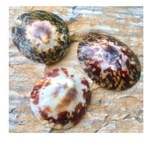 Vietnam Limpet Shell Exportateur avec grand Stock - Product Image 1