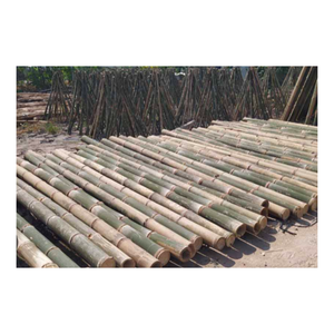 Poste de bambú de fábrica de muchos colores con tamaño personalizado para la Agricultura/en stock Material duradero de alta calidad en Vietnam - Product Image 1