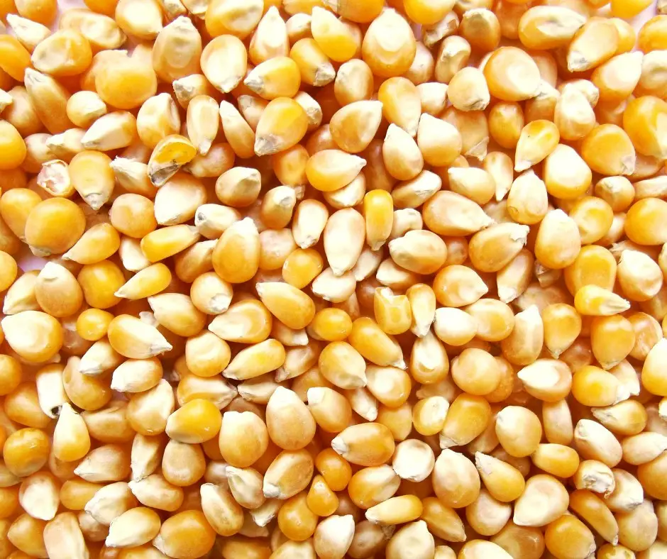 Vendita principale esportatore di semi di mais di qualità Premium 100% semi di mais naturale secchi semi di mais comprare al prezzo all'ingrosso