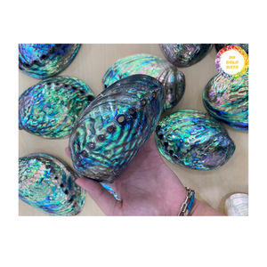 Concha de abulón natural de Vietnam Material de mar auténtico para diseño de joyería artesanal y distribución mayorista global - Product Image 3