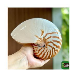 Coquillages Nautilus les plus Offre Spéciale de haute qualité avec/sans coquille d'ormeau naturel poli pour la décoration de la maison meilleure qualité - Product Image 1