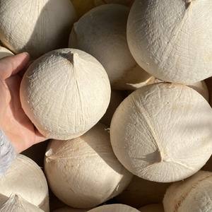 Coco Natural Premium de Vietnam con Almacenamiento en Frío para Envíos de Larga Distancia, Marca TINIMEX, Productos Agrícolas - Product Image 4