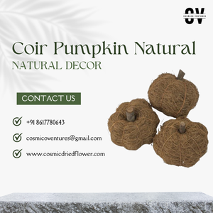 ฟักทองมะพร้าวคุณภาพระดับพรีเมียมสำหรับงานแต่งงานงาน DIY ของตกแต่งบ้านสำนักงานการจัดดอกไม้แห้งการจัดดอกไม้ยอดนิยมพืชดอก - Product Image 3