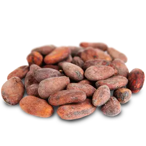 Buy wholesale Organic cocoa beans - Whole raw dried - Bulk - 1000g