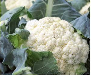 Fresh Cauliflower Vegetables / Wholesale Cauliflower Flower Product FOR SALE - Product Image 6