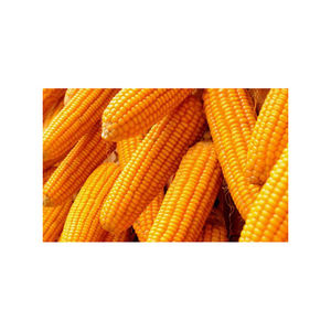 Maíz amarillo seco de alta calidad, maíz dulce orgánico al 100%, venta al por mayor, procedente de Brasil - Product Image 6