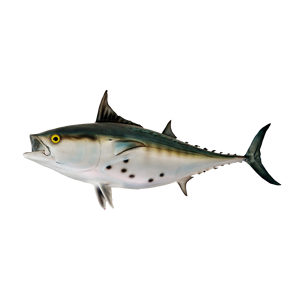 Alta calidad orgánica congelada Bonito atún pescado de los Países Bajos 10kg almacenamiento congelado - Product Image 3