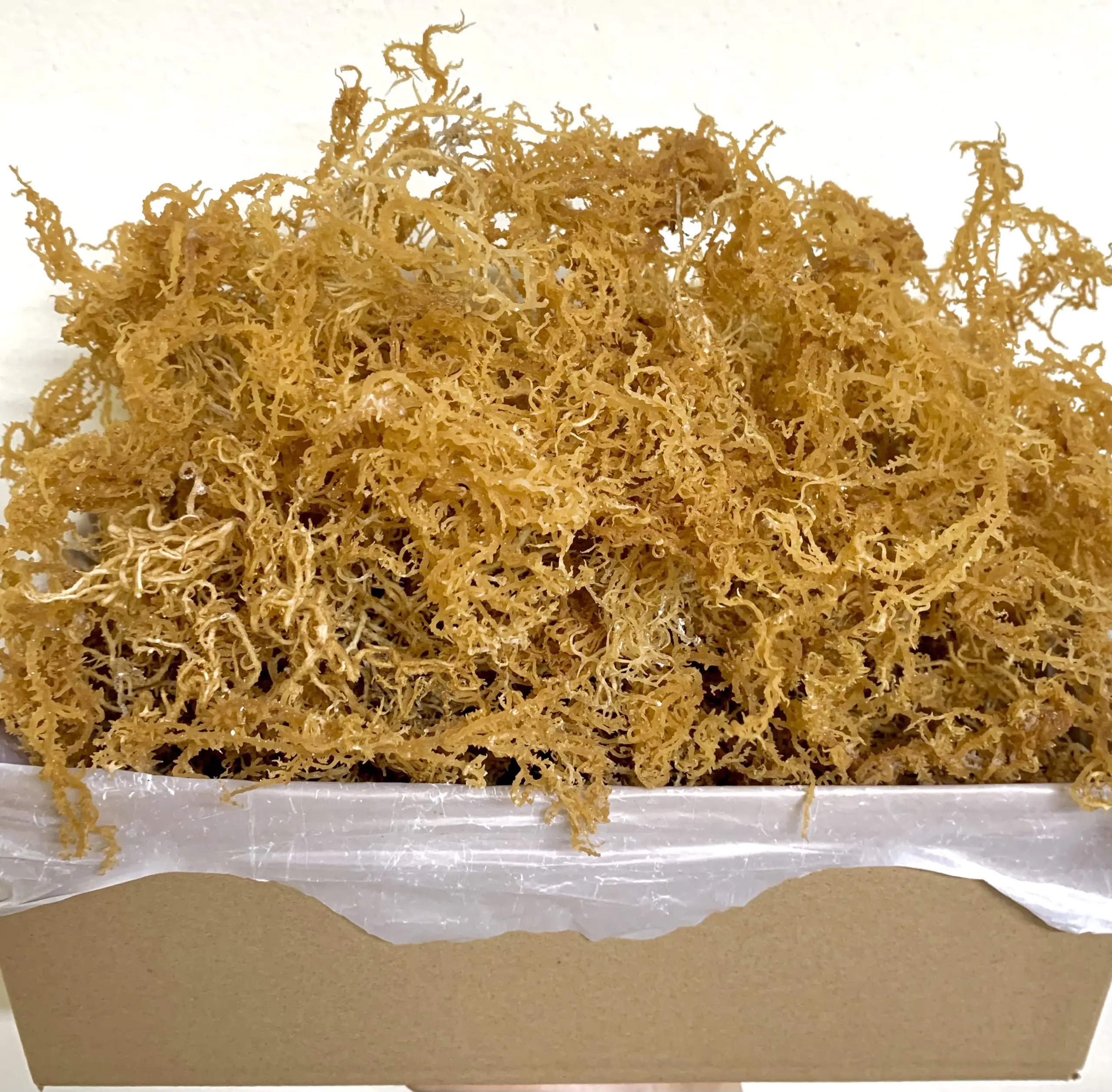 Irish sea moss high-class seaweed natural goods rich in benefits for consumers. multi-use product Mary