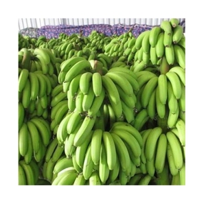 Plátano Verde de Alta Calidad para Aplicaciones Culinarias y Producción de Harina, Textura Almidonada para Hervir y Alto Contenido de Almidón - Product Image 2