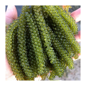 องุ่นทะเลแบบพรีเมี่ยมจากเวียดนาม-องุ่นทะเลที่สดใหม่และขาดน้ำส่งออกจำนวนมากพร้อมข้อเสนอที่ดีที่สุดจากทั่วโลก - Product Image 1