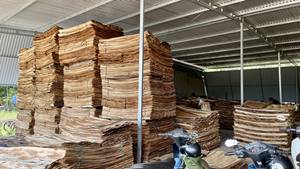 Chapa de Madera de Caucho 2026 en Venta - Chapa de Madera de Caucho Seca - Chapa de Caucho para Exportación de Madera Contrachapada al Mercado Chino - Product Image 6