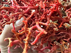 ปะการังแดงหยาบปะการังเนื้อหยาบธรรมชาติจากอิตาลีแท่งปะการังแดงที่ไม่ขัดเงา100% - Product Image 2