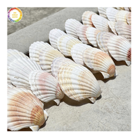 Coquillages de pétoncles naturels de qualité supérieure pour la décoration intérieure et les projets d'art Coquillages marins polis Vietnam