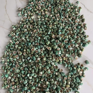 Conchas de vieira blancas naturales grandes al por mayor conchas de caracol de mar pulidas estilo animal listas para decoración exportar directamente a Vietnam - Product Image 2