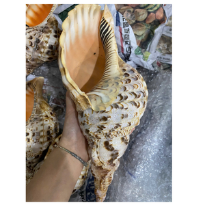 Concha de reina de Vietnam para portavelas y decoración del hogar asequible y natural - Product Image 4