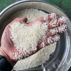 Japonica Short Grain White Rice Packing Marca privada para minorista + 84 976727907 Ms Carolina - Product Image 3