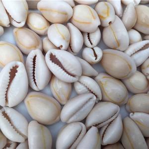 เปลือกหอยเปลือกวัวขัดเงาเปลือกวัวธรรมชาติคุณภาพดีในราคาที่ดีสำหรับการส่งออกจากประเทศเวียดนาม - Product Image 2