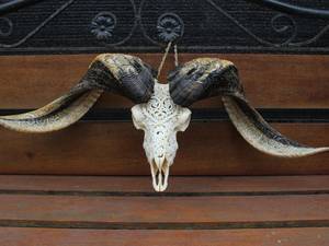มือแกะสลักอย่างหรูหรารูปควายกระทิงและกระโหลกเขาคู่บารมีแขวนผนังการออกแบบวัฒนธรรมที่ทันสมัยของตกแต่งบ้าน - Product Image 2