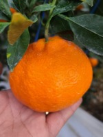 [Bbungja Jeju Gyul Farm] Premium Korea Redhyang Citrus Van Jeju Eiland Zoete Makkelijke Schil Hoge Brix Gap Gecertificeerd Cadeau Fruit
