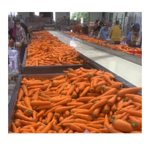 Produit frais en dés de carotte congelée - Product Image 6