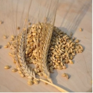 Graines d'orge séchées de qualité supérieure en provenance de Thaïlande, avec une durée de conservation de 2 ans, qualité alimentaire, directement de l'usine, pour le processus AD de malt d'orge - Product Image 4