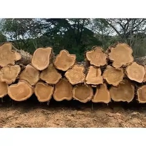 Doussie Timber Haute Qualité Divers Types pour l'Utilisation des Meubles-Pin Eucalyptus Chêne Épicéa Bois de Santal - Product Image 2