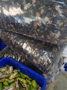 Fruit de noni séché à haute puissance-Vietnam Morinda Citrifolia, tranches d'herbes séchées en gros Noni prêt pour l'exportation à faible coût - Product Image 3