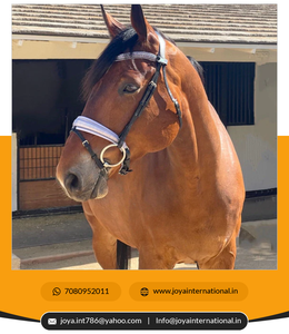 Bridas de doma suave con acabado hermoso Brida de snaffle de brezo de primera edición de alta calidad directamente del fabricante - Product Image 4