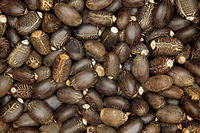 Graines de Jatropha Biologiques Naturelles Style Frais Décoratif Fruit de la Passion Autriche Grade 100 Durée de Conservation 12 Mois pour Artisanat de Meubles