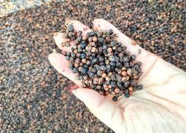 DRIED BLACK PEPPER | VIETNAM ORIGIN | WHOLE AND CLEANED | BULK EXPORT QUALITY - Product Image 5