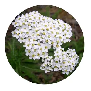 Yarrow Essential Oil Manufacturer Bulk Yarrow Essential Oil Certified Quality of Yarrow Oil from India