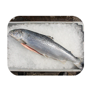 Salmón Congelado de Alta Calidad, Orgánico, Bajo en Sodio, Proceso BQF, Envasado al Vacío de Primera Calidad - Precio Económico, Fabricante de Portugal - Product Image 4