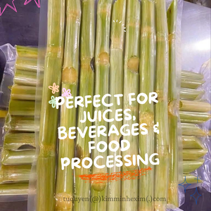 Segmentos de Caña de Azúcar Congelados LQF (Palitos Dulces Naturales) Grado de Exportación a Granel de Vietnam por KIM MINH - Product Image 3