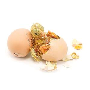 Compre Huevos Fértiles para Incubar de Pollo de Engorde Ross 308 y Cobb 500 y Huevos de Mesa de Gallina - Product Image 5