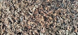 Dried <b>Coconut</b> <b>Husk</b> Chips 12% Moisture Max 3 Year Shelf Life for Sale - Product Image 4