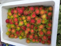 Bieden Puur Natuur Rambutans-Tropisch Fruit-Product Vorm Vietnam Met De Beste Prijs 100% Hoge Kwaliteit Klaar Om Te Exporteren