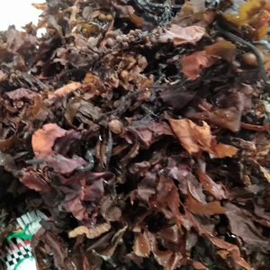 Sargassum pallidum แห้งสินค้าเกษตรบรรจุในถุง25-50กก. - Product Image 4