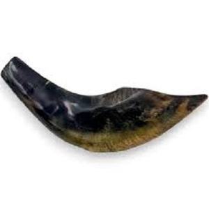 Shofar de qualité supérieure, corne de bélier naturelle polie, pour des usages religieux et la décoration de la maison - Product Image 4