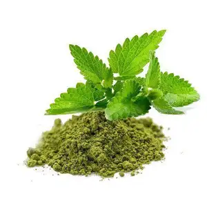 Pure Heilige Basilicumbladeren Extract Poeder Ursolinezuur Tulsi Ocimum Sanctum Heilige Basilicum Bladextract Uit India