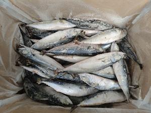 Maquereau du Pacifique surgelé IQF en gros, 300-500g, avec une durée de conservation de 12 mois - Product Image 3