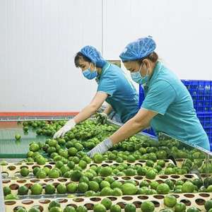 Mina+ 84 325 608 680 / Limón Verde Fresco Premium de Vietnam con Certificación HACCP e ISO, 24 Meses de Vida Útil para el Mercado de Exportación - Product Image 1