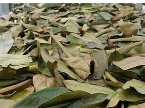 SAC À THÉ D'INFUSION DE FEUILLES DE SOURSOP À BASE DE PLANTES POUR UNE ROUTINE QUOTIDIENNE CONVIVIALE IMMUNITAIRE - Product Image 3