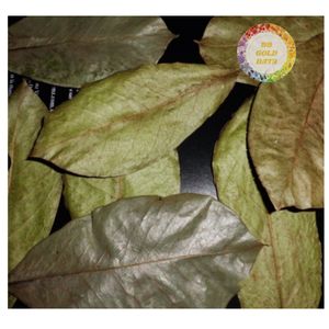 ใบมะขามป้อมแห้งขายส่งจากเวียดนาม ราคาพิเศษ ใบกราเวียโลล่าสำหรับชงชา ตามเทรนด์ความต้องการของตลาดทั่วโลก - Product Image 6