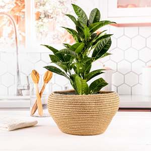 North African Cotton <b>Rope</b> Handcrafted Eco-Friendly Art Decor Storage <b>Baskets</b> 21x15cm - Product Image 4