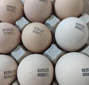 Œufs à couver de poules pondeuses Rhode Island Red, Light Sussex, Leghorn, Plymouth Rock - Product Image 1